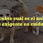 Descubre cuál es el animal más exigente en cuidados