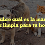 Descubre cuál es la mascota más limpia para tu hogar