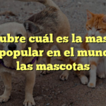 Descubre cuál es la mascota más popular en el mundo de las mascotas