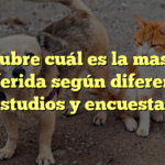 Descubre cuál es la mascota preferida según diferentes estudios y encuestas