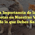 La Importancia de las Mascotas en Nuestras Vidas: Todo lo que Debes Saber