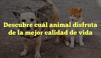 Descubre cuál animal disfruta de la mejor calidad de vida