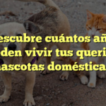 ¡Descubre cuántos años pueden vivir tus queridas mascotas domésticas!