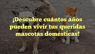 ¡Descubre cuántos años pueden vivir tus queridas mascotas domésticas!