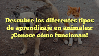 Descubre los diferentes tipos de aprendizaje en animales: ¡Conoce cómo funcionan!