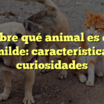Descubre qué animal es el más humilde: características y curiosidades