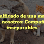 El significado de una mascota para nosotros: Compañeros inseparables