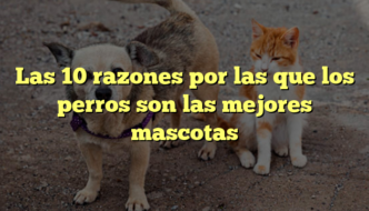 Las 10 razones por las que los perros son las mejores mascotas