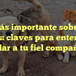 Lo más importante sobre los perros: claves para entender y cuidar a tu fiel compañero
