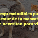 Los imprescindibles para el bienestar de tu mascota: lo que necesitan para vivir