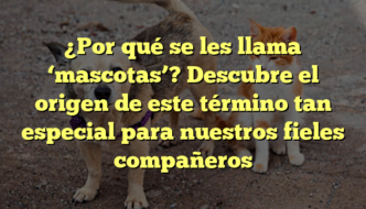 ¿Por qué se les llama ‘mascotas’? Descubre el origen de este término tan especial para nuestros fieles compañeros