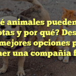¿Qué animales pueden ser mascotas y por qué? Descubre las mejores opciones para tener una compañía fiel