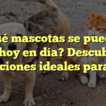 ¿Qué mascotas se pueden tener hoy en día? Descubre las opciones ideales para ti