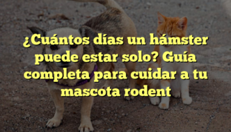 ¿Cuántos días un hámster puede estar solo? Guía completa para cuidar a tu mascota rodent
