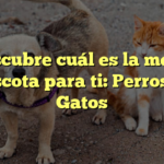 Descubre cuál es la mejor mascota para ti: Perros vs. Gatos