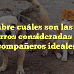 Descubre cuáles son las razas de perros consideradas como compañeros ideales