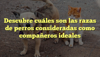 Descubre cuáles son las razas de perros consideradas como compañeros ideales