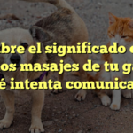 Descubre el significado detrás de los masajes de tu gato: ¿Qué intenta comunicarte?
