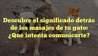 Descubre el significado detrás de los masajes de tu gato: ¿Qué intenta comunicarte?