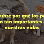 Descubre por qué los perros son tan importantes en nuestras vidas