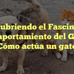 Descubriendo el Fascinante Comportamiento del Gato: ¿Cómo actúa un gato?