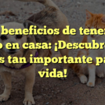 Los beneficios de tener un perro en casa: ¡Descubre por qué es tan importante para tu vida!