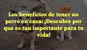 Los beneficios de tener un perro en casa: ¡Descubre por qué es tan importante para tu vida!