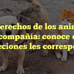 Los derechos de los animales de compañía: conoce qué protecciones les corresponden