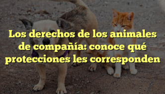 Los derechos de los animales de compañía: conoce qué protecciones les corresponden