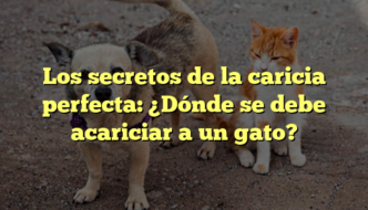 Los secretos de la caricia perfecta: ¿Dónde se debe acariciar a un gato?