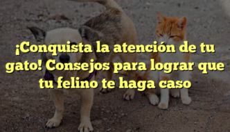 ¡Conquista la atención de tu gato! Consejos para lograr que tu felino te haga caso