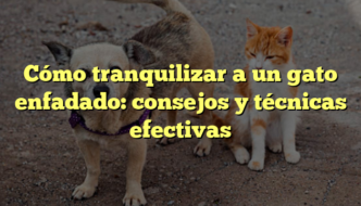 Cómo tranquilizar a un gato enfadado: consejos y técnicas efectivas