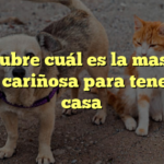 Descubre cuál es la mascota más cariñosa para tener en casa