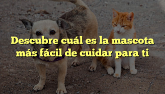 Descubre cuál es la mascota más fácil de cuidar para ti