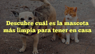 Descubre cuál es la mascota más limpia para tener en casa