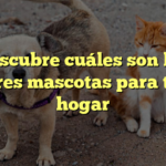 Descubre cuáles son las mejores mascotas para ti y tu hogar