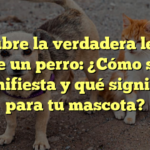 Descubre la verdadera lealtad de un perro: ¿Cómo se manifiesta y qué significa para tu mascota?