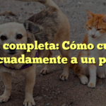 Guía completa: Cómo cuidar adecuadamente a un perro