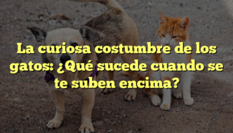 La curiosa costumbre de los gatos: ¿Qué sucede cuando se te suben encima?