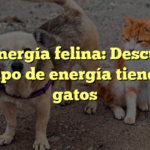 La energía felina: Descubre qué tipo de energía tienen los gatos