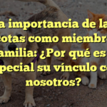 La importancia de las mascotas como miembros de la familia: ¿Por qué es tan especial su vínculo con nosotros?