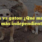Perros vs gatos: ¿Qué mascota es más independiente?