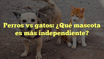 Perros vs gatos: ¿Qué mascota es más independiente?