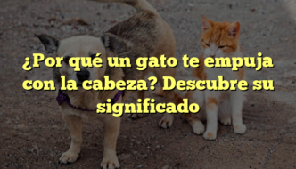 ¿Por qué un gato te empuja con la cabeza? Descubre su significado