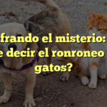 Descifrando el misterio: ¿Qué quiere decir el ronroneo de los gatos?