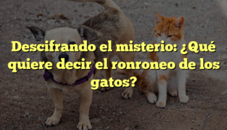 Descifrando el misterio: ¿Qué quiere decir el ronroneo de los gatos?