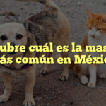 Descubre cuál es la mascota más común en México