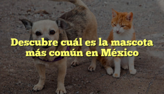 Descubre cuál es la mascota más común en México