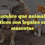 Descubre qué animales exóticos son legales como mascotas