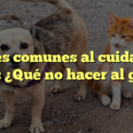 Errores comunes al cuidar a tu gato: ¿Qué no hacer al gato?